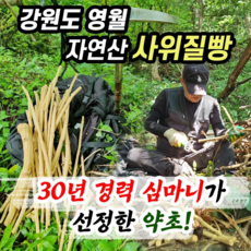 갈채 강원도 영월 청정지역 / 직접 채취한 자연산 100% 사위질빵(위령선) 건조 500g, 사위질빵(500g), 1개