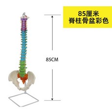 척추 모형 뼈 모형도 병원 해부 교육 인체모형 척추대 85cm 척추 골반 컬러 이미지, 1개
