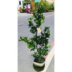 霏霏園藝椪柑 8吋美植盆栽 (目前掛果多) 吉祥盆栽, 1個