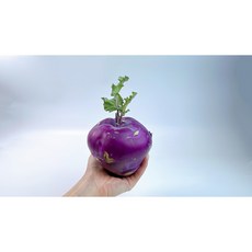 제주 콜라비 직송, 2kg