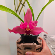 (팜 이연숙TV난원) 리카스테 레드 원종 (현재 꽃 없어요), 1개