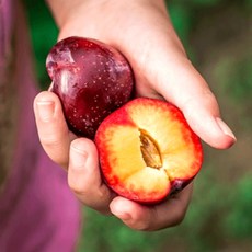 제철과일 자두 도담자두 김천자두 자두철, 1개, 2KG 대과 (34-40과)