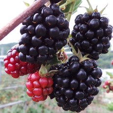 특품 블랙베리복분자, 5kg, 1박스, 블랙베리복분자 5kg