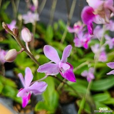 도리치스 파리쉬, 1개