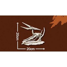 한반도공룡뼈화석발굴 해남이크누스 [XLD2]