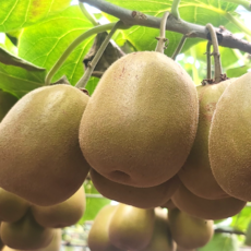 국내산제주 레드키위 고당도 달콤 부드러운 과일 간식, 1세트, 1.5kg중과[50-70g 내외]