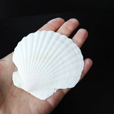 조개껍데기 ( 대형가리비 ) 10개