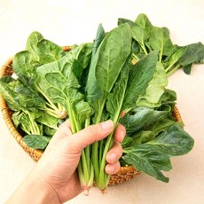 국내산 남해안 해풍맞은 시금치, 1박스, 500g