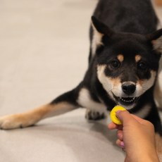 크레이티브펫 훈련용 똑딱이 (클리커 트레이닝) 클리커, 블랙똑딱이, 1개