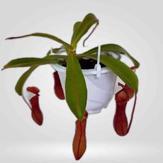 LETEO-러브코리아 네펜데스 키우기 쉬운 식충 벌레 파리 잡이 식물 벌레잡이식물 네펜데스키우기 그늘에서잘자라는식물