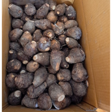 국내산 산지직송 곡성 상품 햇 토란 생토란 싱싱한 알토란 곡성토란 피토란 흙토란, 1개, 1kg