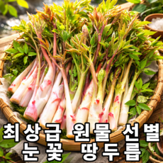 [재업로드요청] 최상급선별 국내산 눈꽃 땅두릅, 200g, 1박스