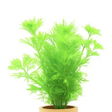 [수초대장] 암브리아 (1포트) 포트수초