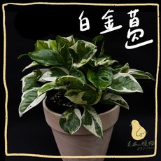 歪皮植物 白金葛 新手入門療癒系綠植，居家室內觀葉盆栽，清新空氣交換禮物, 1個