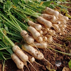 [온흘] 단단하고 싱싱한 강원도 알타리무 무우 농장직송, 1박스, 10kg