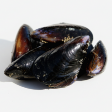 [당일조업] 방금 건져 올린 통영 통통 다듬이 새피 햇 홍합, 1개, 통통 다듬이 새피 햇 홍합 6kg