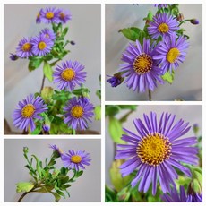 [비젼플라워] (야생화놀이터)-노지월동-베란다월동-해국-FF--10cm포트, 1세트, 00