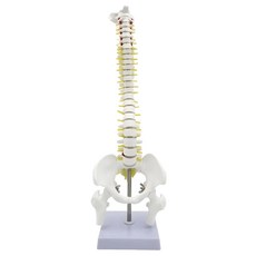 척추 뼈 모형 경추 흉추 요추 추간판 신경 골반 대퇴골 45cm 해부학 인체 모델, 1세트