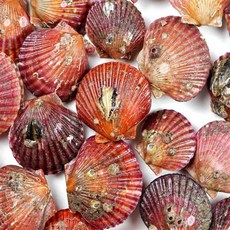 유쎌쇼핑몰 홍가리비 1kg 가리비철 국산가리비