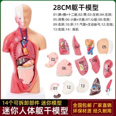 해부학 대형 과학실 인체 모형 의학신체 골격 신경근 인간 내장 몸통 해부 모델 기관 인대 신체, 1. 28cm