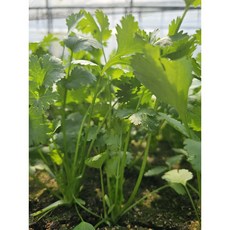 [영미농장] 싱싱하고 향긋한 고수 수확 판매합니다.( 도착 개봉하여 냉장 보관!!), 1박스, 500g