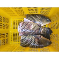 고산민물수산 국내산 자연산 손질 냉동 잉어 4KG 내장 제거 후 4KG, 1개