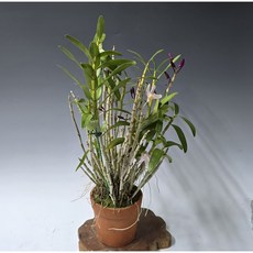 석곡 홍매(대주), 1개