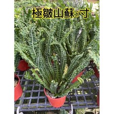 霏霏園藝極皺山蘇5寸盆栽 室內綠植盆景, 1個
