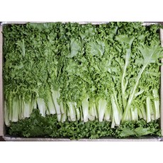 [하루채소] 국내산 치커리1.9~2kg 샐러드, 치커리2kg, 2kg, 1