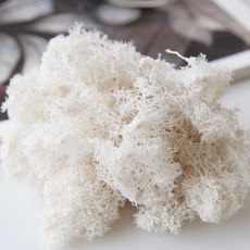 現貨 20克 乾燥苔蘚 永生苔蘚 DIY微景觀材料包 造景裝飾, 白色