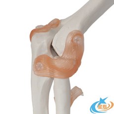 관절 인대 해골 해부학 모형 뼈 사람인체구조 인체 모델, A. 인체 골격 팔꿈치 관절 모형 인체 골격, 1개
