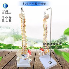 골반뼈모형 척추 교육용 의료교구 모형, E. 교수형 - 45CM 컬러 척추, 1개