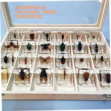 곤충 박제 표본 전시 교육용 액자 채집 과학 모형 관찰 키트, 곤충 24종세트