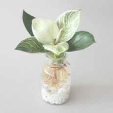 수경 재배 식물 무늬 콩고 버킨 콩고 1p 실내 공기정화식물 플랜테리어, 식물+유리병+흰돌, 1개