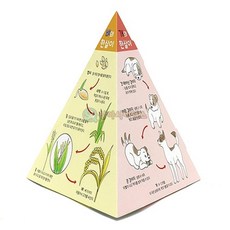 피라미드형 생물 한살이 학습 재료 10인용 과학실험키트 과학놀이 만들기세트 관찰, 1개