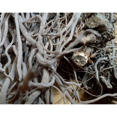 천연원료 국내산 쇠무릎100% 감각적인 우슬진액 100ml 50팩, 천연원료 국내산 쇠무릎100% 감각적인 우슬진액 100