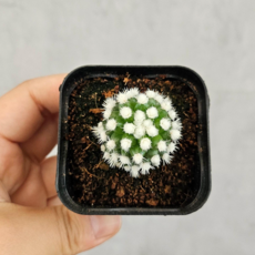 식물만 미니 눈꽃 선인장 키우기쉬운 선인장 다육이, 1개