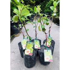 霏霏園藝 蜜棗盆栽，4.5吋盆, 1個