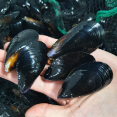 [초특가할인] 홍합 국내산 홍합 남해안 세척 홍합, 1박스, 국내산 홍합 3kg