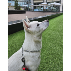 심바 반려견 베이직 체인목줄, 7호, 1개