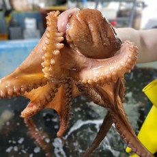 [품질보장] 주식회사 두결 통영 활 돌문어 1KG 1~3미 랜덤, 1개, 1KG [1~3미 랜덤]