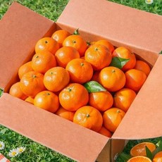 마트행복 26년산 건강과일 제주도산방산재배 레드향 3kg 당도와맛보장, 1개
