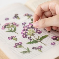 선물포장 압화스티커 미버베나모사 선물에 마음을 더하는 메시지 포인트