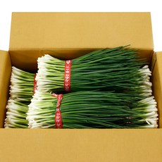 국내산 최상급 깐쪽파 파김치용 특품 당일경매, 1개, 10kg