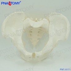 모형 뼈대 과학실 외과 소품 해부학교육 움직일수있는 천골 인체 모델, F. 11 남성 골반고정