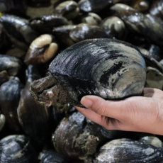 방금 조업한 왕우럭 조개 남해안, 1박스, 급냉 손질 우럭조개 300g (7-10미)