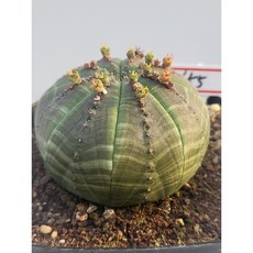 [가람다육] 오베사 실생, 1개, 오베사155