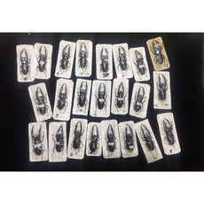 【虹森林】巨顎叉角HMS乾貨90, 1個