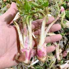 국산 제철 노지 자연산 봄나물 땅두릅 산두릅, 1개, 2kg