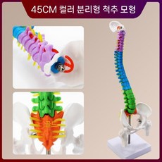 척추 모형 요추 교육용 해부학 모델 인체 해부 뼈 의료 신경 골반 관절, 4. 45cm 수직 컬러형 척추+반다리뼈